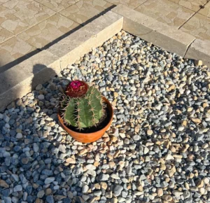 Galets décoratifs jardin