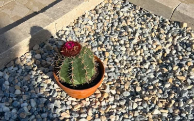 Galets décoratifs jardin : la grande tendance 2026 pour aménager son extérieur